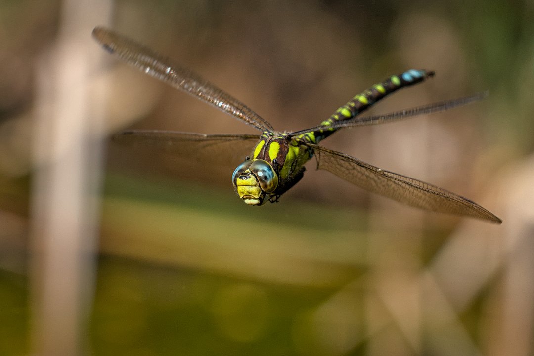 Featured image for “Tierfotografie – Blaugrüne Mosaikjungfer & andere Libellen”