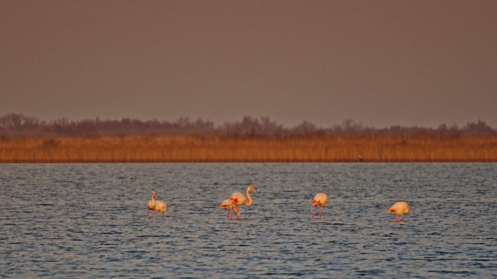 15d Flamingos am Plage de Piémanson