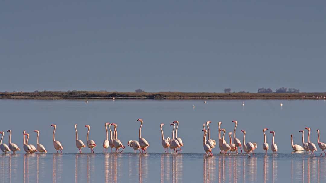 18h Diskussion bei der Flamingos