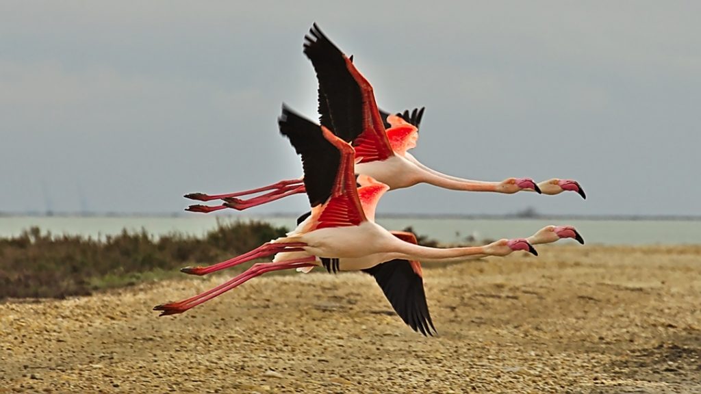 28a Flamingos in der Camargue