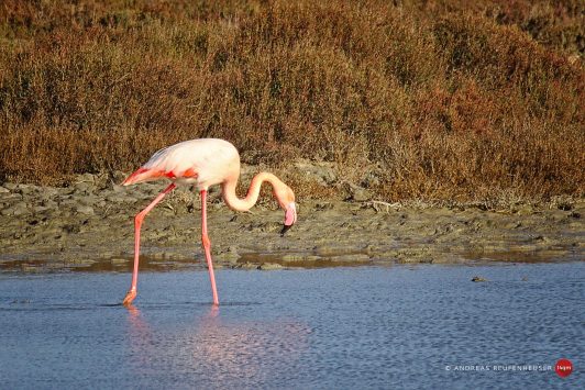 Flamingo bei Saintes-Maries-de-la-mer